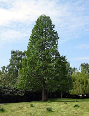Metasequoia glyptostroboides. Метасеквойя. Вид взрослого дерева.